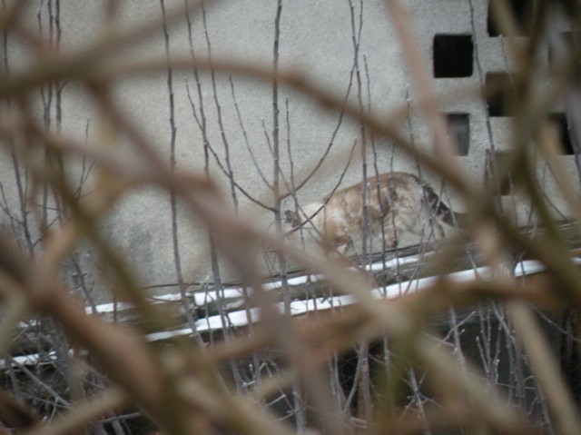 dalla finestra di casa...